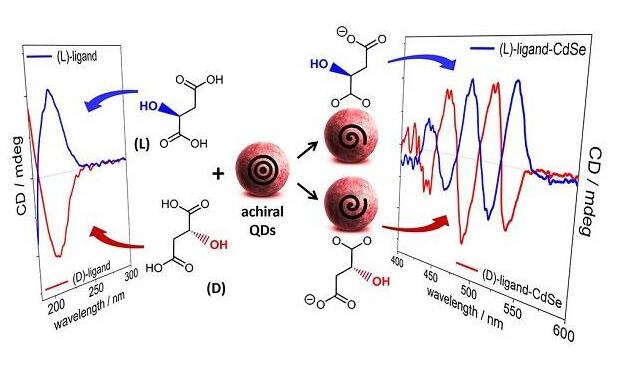 手性無巰基羧酸功能化CdSe量子點：解密配體誘導手性的結構要求
