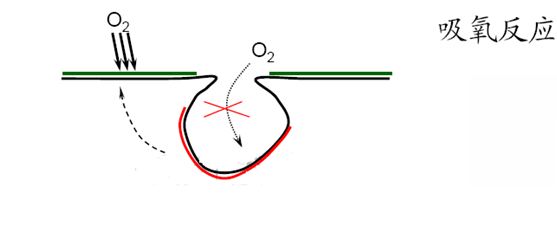 吸氧反應(yīng)—孔內(nèi)缺氧、孔外富氧—供氧差異電池